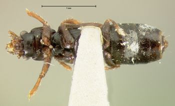 Media type: image;   Entomology 6544 Aspect: habitus ventral view